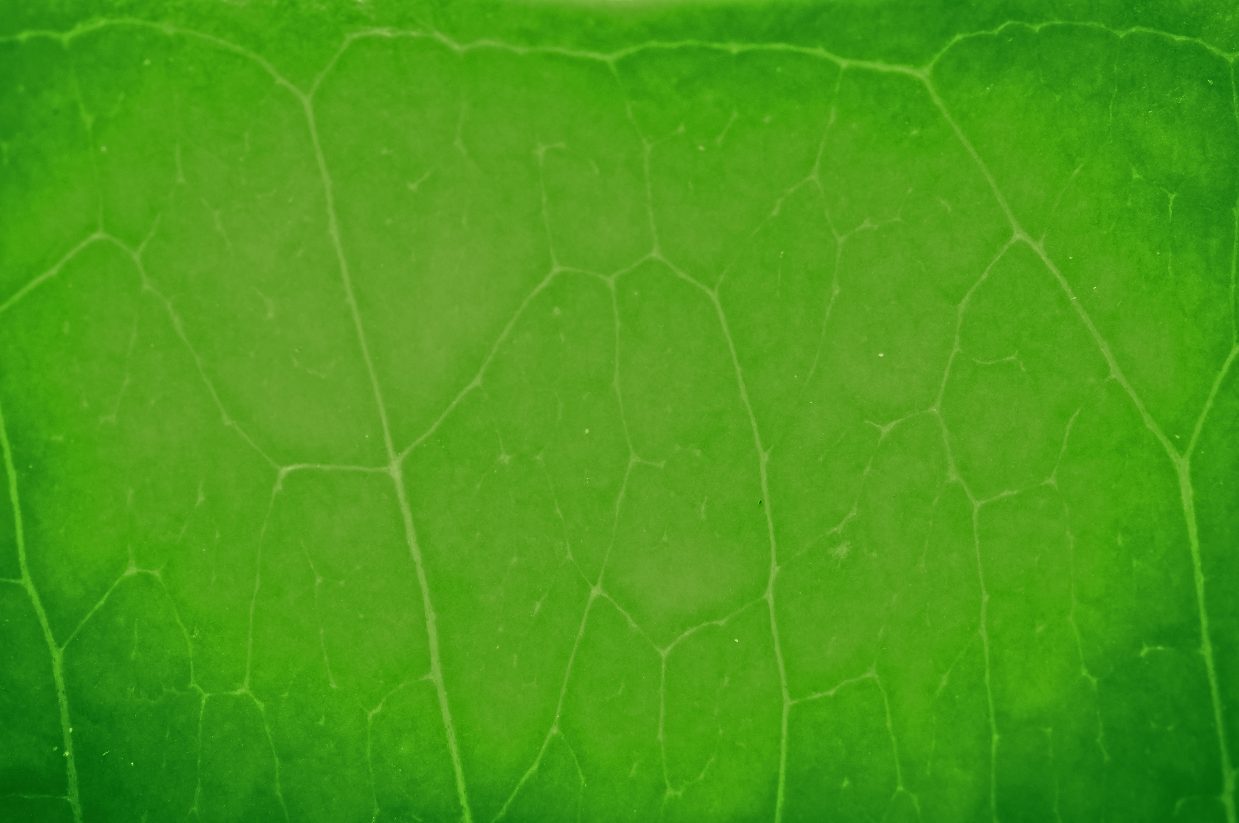 Macro shot of green leaf texture, nature background